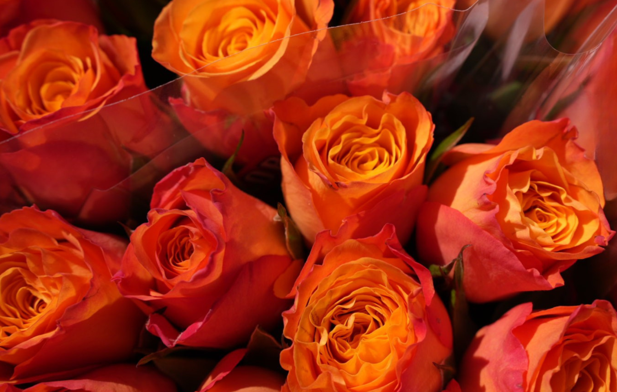 Reliable Roses Flowervision Birmingham | In The Spotlight – May 2026